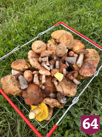 Саратовцы собирают грибы ящиками и ведрами