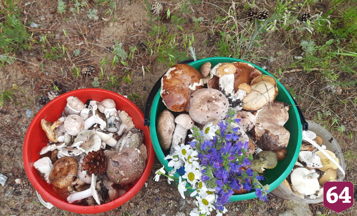 Саратовец на Кумысной поляне нашел килограммовый белый гриб